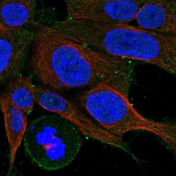 Anti-Cckbr Antibody Produced In Rabbit Prestige Antibodies&#174; Powered by Atlas Antibodies, affinity isolated antibody, buffered aqueous glycerol solution