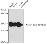 Anti-Peroxiredoxin 3 (PRDX3) antibody produced in rabbit