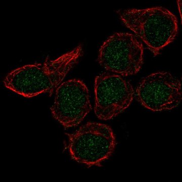 Anti-CX3CR1 antibody produced in rabbit Prestige Antibodies&#174; Powered by Atlas Antibodies, affinity isolated antibody