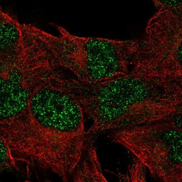 Anti-DUSP23 antibody produced in rabbit Prestige Antibodies&#174; Powered by Atlas Antibodies, affinity isolated antibody