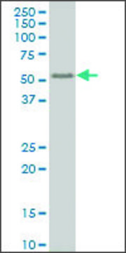 ANTI-SMAD6 antibody produced in mouse clone 2A8, purified immunoglobulin, buffered aqueous solution