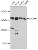 Anti-DROSHA antibody produced in rabbit