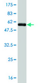 Monoclonal Anti-TAZ antibody produced in mouse clone 1B10, purified immunoglobulin, buffered aqueous solution
