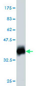 Monoclonal Anti-ATP5G1 antibody produced in mouse clone 1A12, purified immunoglobulin, buffered aqueous solution