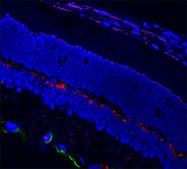 Mix-n-Stain™ CF™ 640R Antibody Labeling Kit (50-100μg)