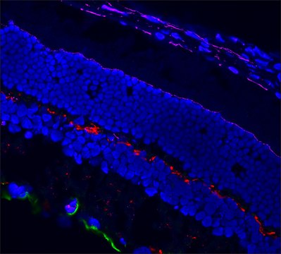 Anti-Rabbit IgG (H+L), CF&#8482;568 F(ab&#8242;)2 fragment of antibody produced in goat ~2&#160;mg/mL, affinity isolated antibody, buffered aqueous solution