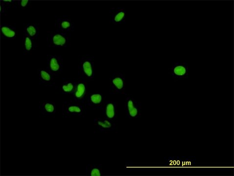 Monoclonal Anti-PARP1 antibody produced in mouse clone 3G4, purified immunoglobulin, buffered aqueous solution