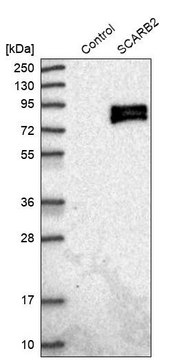 Anti-SCARB2 antibody produced in rabbit Prestige Antibodies&#174; Powered by Atlas Antibodies, affinity isolated antibody, buffered aqueous glycerol solution