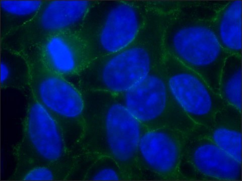 Anti-Pan-Cadherin antibody, Mouse monoclonal clone CH-19, purified from hybridoma cell culture