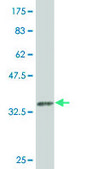Monoclonal Anti-FGF10 antibody produced in mouse clone 3C7, purified immunoglobulin, buffered aqueous solution