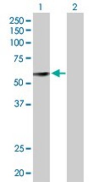 Anti-GDF10 antibody produced in mouse purified immunoglobulin, buffered aqueous solution