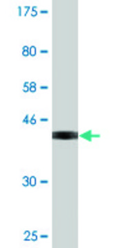 Monoclonal Anti-IL1A, (C-terminal) antibody produced in mouse clone 1F3, purified immunoglobulin, buffered aqueous solution