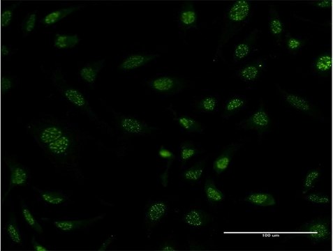 Monoclonal Anti-HSPB6 antibody produced in mouse clone 6A4, purified immunoglobulin, buffered aqueous solution