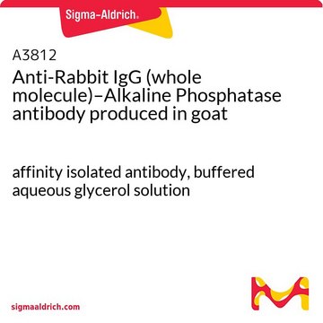 抗 兔 IgG（全分子）-碱性磷酸酶 山羊抗 affinity isolated antibody, buffered aqueous glycerol solution