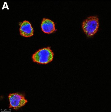 Anti-c-Kit/CD117 Antibody, clone 1L19 ZooMAb&#174; Rabbit Monoclonal recombinant, expressed in HEK 293 cells