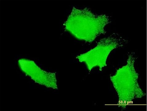 Monoclonal Anti-APC antibody produced in mouse clone 3E2, purified immunoglobulin, buffered aqueous solution