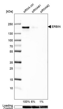 Anti-ERBIN antibody produced in rabbit Prestige Antibodies&#174; Powered by Atlas Antibodies, affinity isolated antibody, buffered aqueous glycerol solution