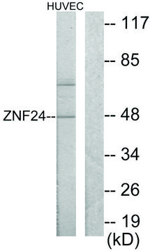 Anti-ZNF24, N-Terminal antibody produced in rabbit affinity isolated antibody