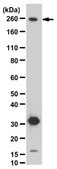 Anti-ARID1B Antibody from rabbit, purified by affinity chromatography