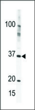 Anti-PRKY (C-term) antibody produced in rabbit IgG fraction of antiserum, buffered aqueous solution