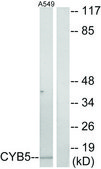 Anti-CYB5 antibody produced in rabbit affinity isolated antibody