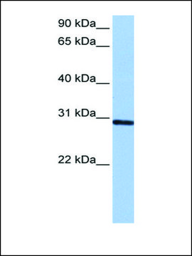 Anti-ASB11 antibody produced in rabbit affinity isolated antibody