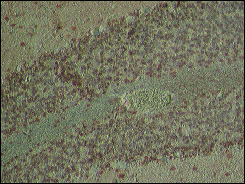 Anti-SOX11 (C-terminal) antibody produced in rabbit IgG fraction of antiserum