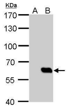 单克隆抗 HA 标签 小鼠抗 clone GT134, affinity isolated antibody