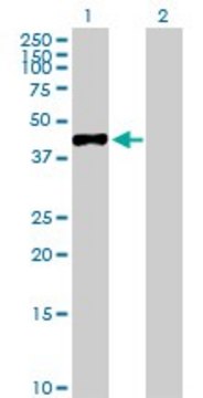 Anti-MAGEA3 antibody produced in rabbit purified immunoglobulin, buffered aqueous solution