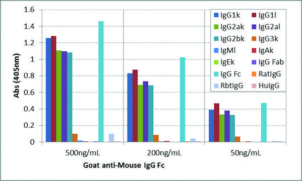 Anti-Mouse IgG Fc antibody, Goat monoclonal recombinant, expressed in HEK 293 cells, clone RMG06, purified immunoglobulin