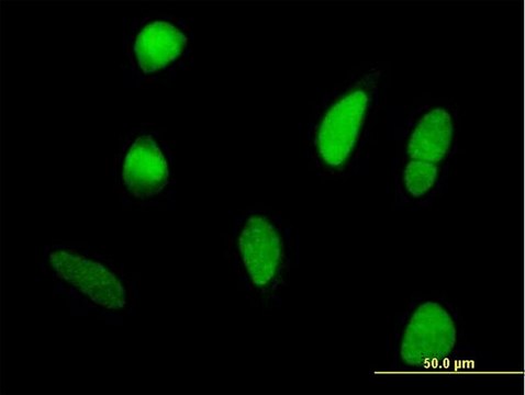 Anti-DDX42 antibody produced in mouse purified immunoglobulin, buffered aqueous solution