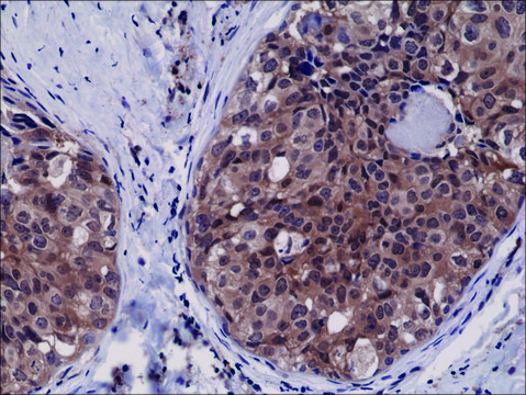 Anti-Caspase-3 antibody, Rabbit monoclonal recombinant, expressed in HEK 293 cells, clone RM250, purified immunoglobulin