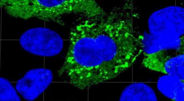 Anti-SARS-CoV-1/2 NP Antibody, clone 1C7C7 ZooMAb&#174; Mouse Monoclonal recombinant, expressed in HEK 293 cells