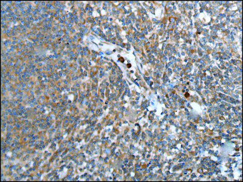 Anti-WISP2 affinity isolated antibody