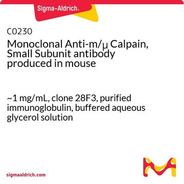 Monoclonal Anti-m/&#956; Calpain, Small Subunit antibody produced in mouse ~1&#160;mg/mL, clone 28F3, purified immunoglobulin, buffered aqueous glycerol solution