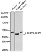 Anti-FKBP38/FKBP8 Antibody, clone 2J7P6, Rabbit Monoclonal