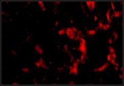 Anti-Wnt10a antibody produced in rabbit affinity isolated antibody, buffered aqueous solution