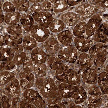 Anti-PDCD2 antibody produced in rabbit Prestige Antibodies&#174; Powered by Atlas Antibodies, affinity isolated antibody, buffered aqueous glycerol solution