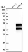Anti-NDRG4 antibody produced in rabbit Prestige Antibodies® Powered by Atlas Antibodies, affinity isolated antibody, buffered aqueous glycerol solution