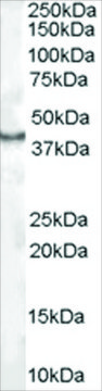 Anti-CDX2 antibody produced in goat affinity isolated antibody, buffered aqueous solution