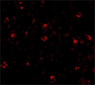 Anti-IRGC antibody produced in rabbit affinity isolated antibody, buffered aqueous solution