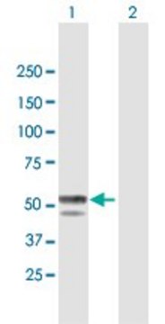 Anti-BLMH antibody produced in mouse purified immunoglobulin, buffered aqueous solution