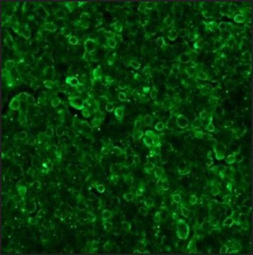 抗-山羊IgG（全分子）–FITC 兔抗 affinity isolated antibody, buffered aqueous solution