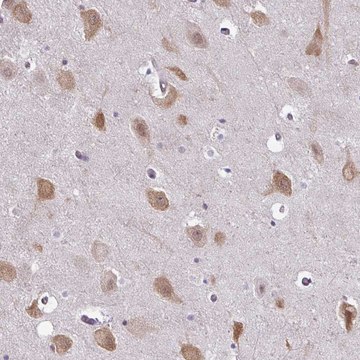 Anti-RBM4 antibody produced in rabbit Prestige Antibodies&#174; Powered by Atlas Antibodies, affinity isolated antibody, buffered aqueous glycerol solution