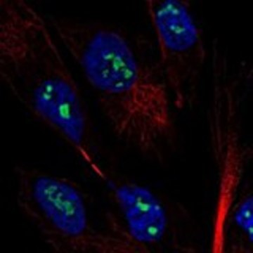 Anti-MAGEH1 antibody produced in rabbit Prestige Antibodies&#174; Powered by Atlas Antibodies, affinity isolated antibody, buffered aqueous glycerol solution