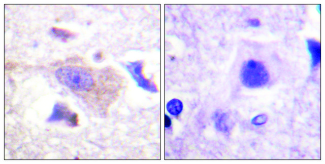 Anti-GRB10 antibody produced in rabbit affinity isolated antibody