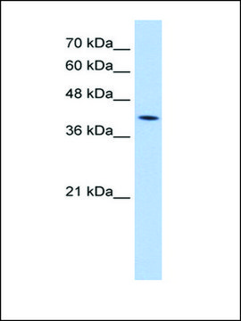 Anti-M6PR antibody produced in rabbit IgG fraction of antiserum