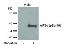 Anti-phospho-EIF2S1 (pSer49) antibody produced in rabbit affinity isolated antibody