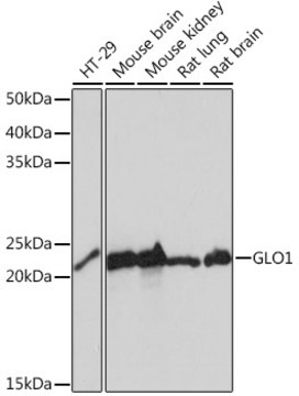 Anti-GLO1 Antibody, clone 3G6Q1, Rabbit Monoclonal