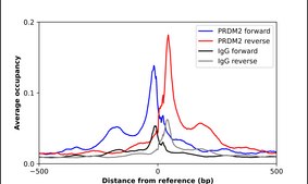 Anti-PRDM2 antibody produced in rabbit Prestige Antibodies® Powered by Atlas Antibodies, affinity isolated antibody, buffered aqueous glycerol solution